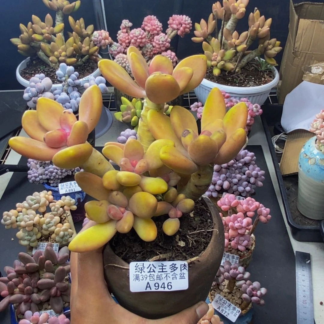 946芒果奶多肉12c m