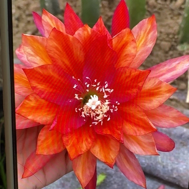 237令箭三橙色8公分左右无根侧牙，20包邮