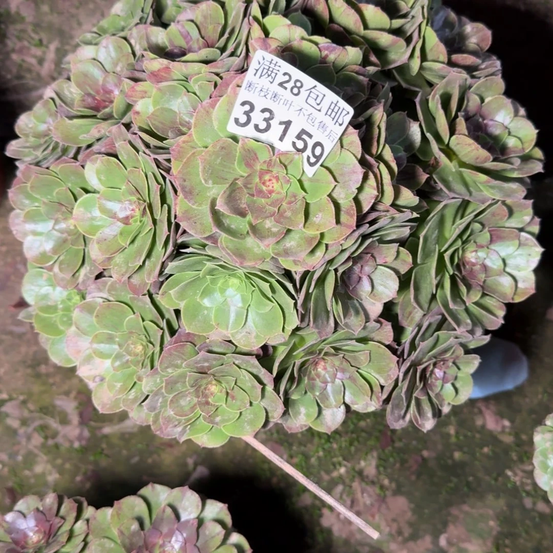 33159花月夜多肉植物