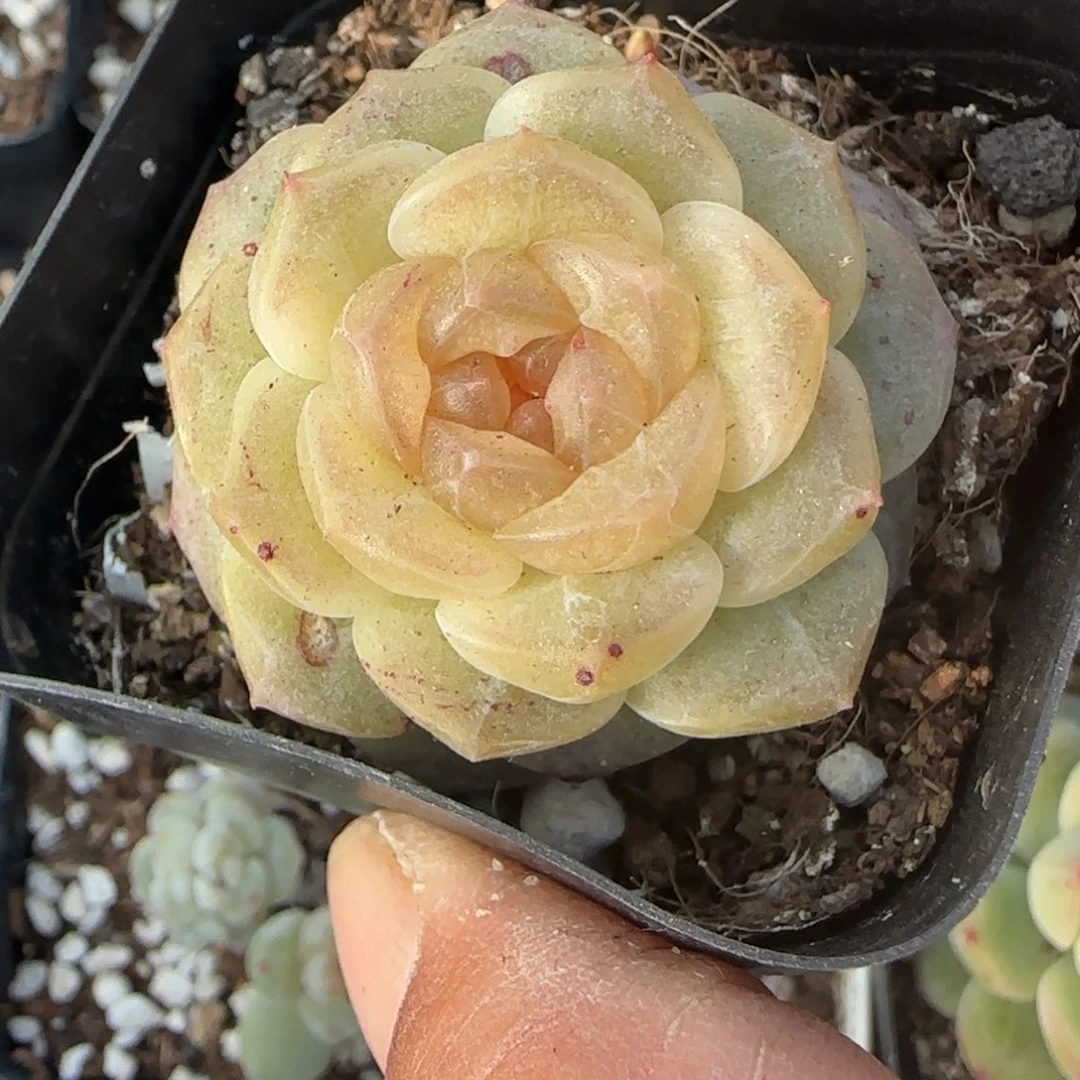 多肉小卡拉米糖心一物一拍