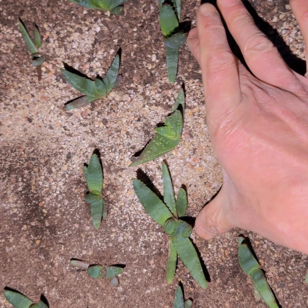 G块根植物块根植物