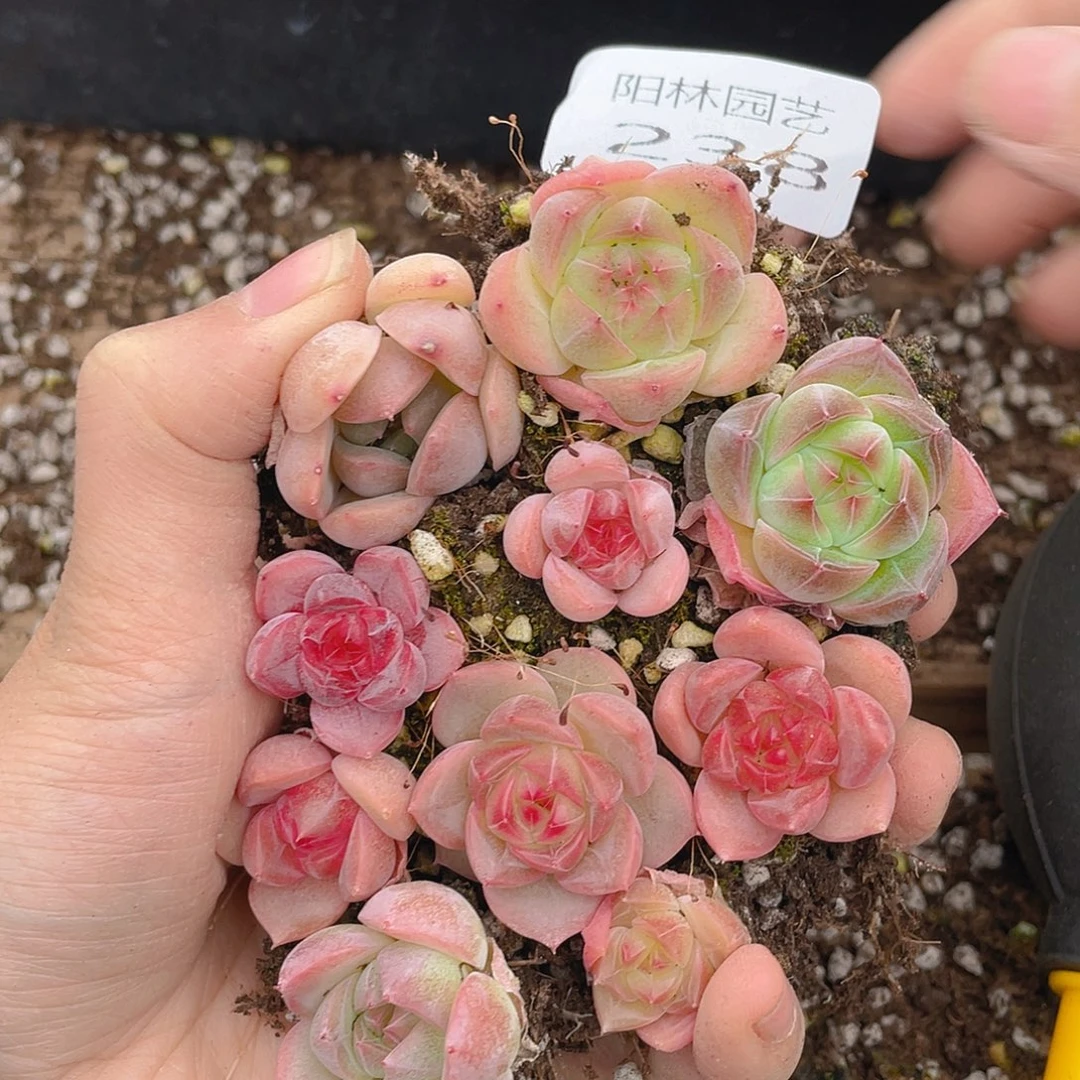 多肉植物多肉植物238