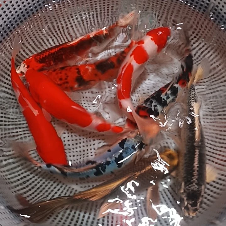 锦鲤20～25公分之间9条
