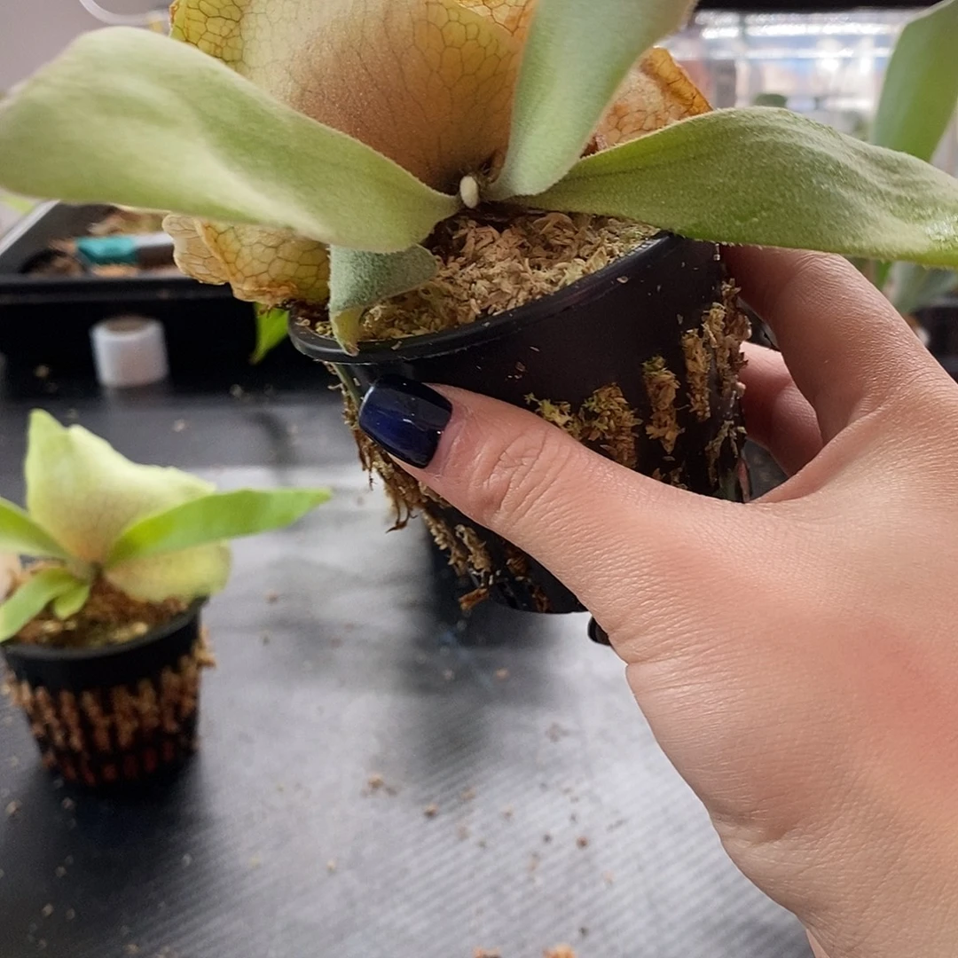 无花朵无开花植物