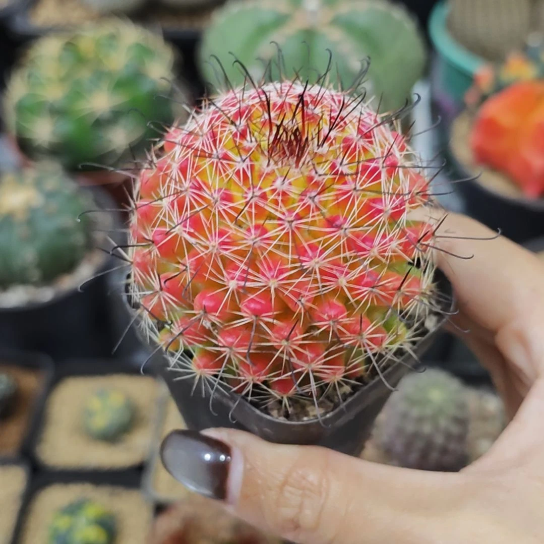 红娜丸仙人球自根