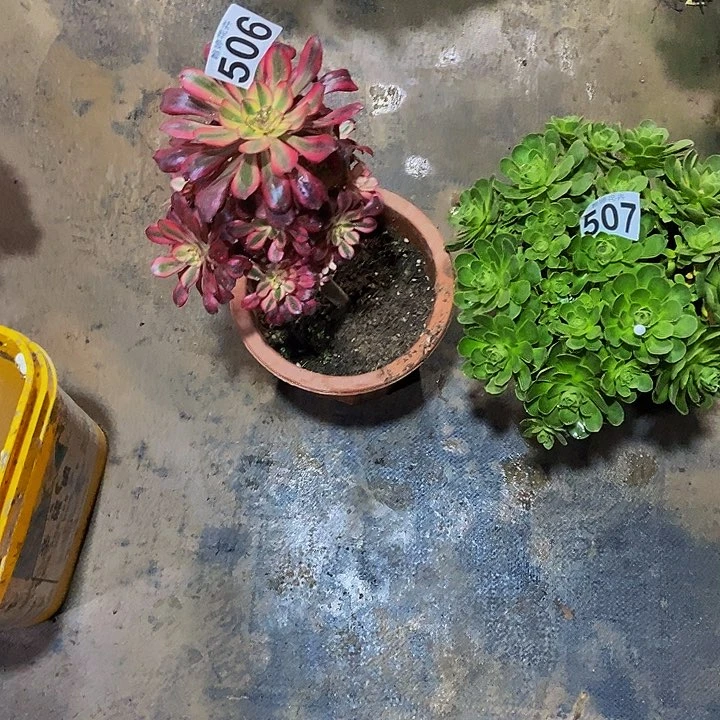 0000000000000000506507