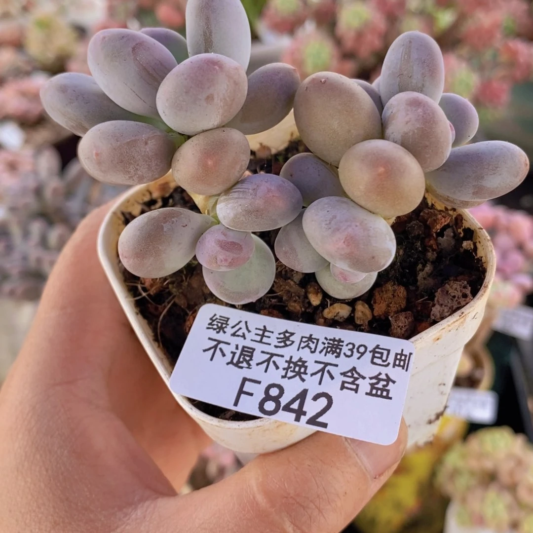蛋黄奶7cm842多肉植物