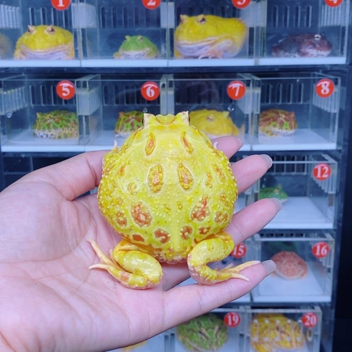 角蛙恭喜发财大吉大利