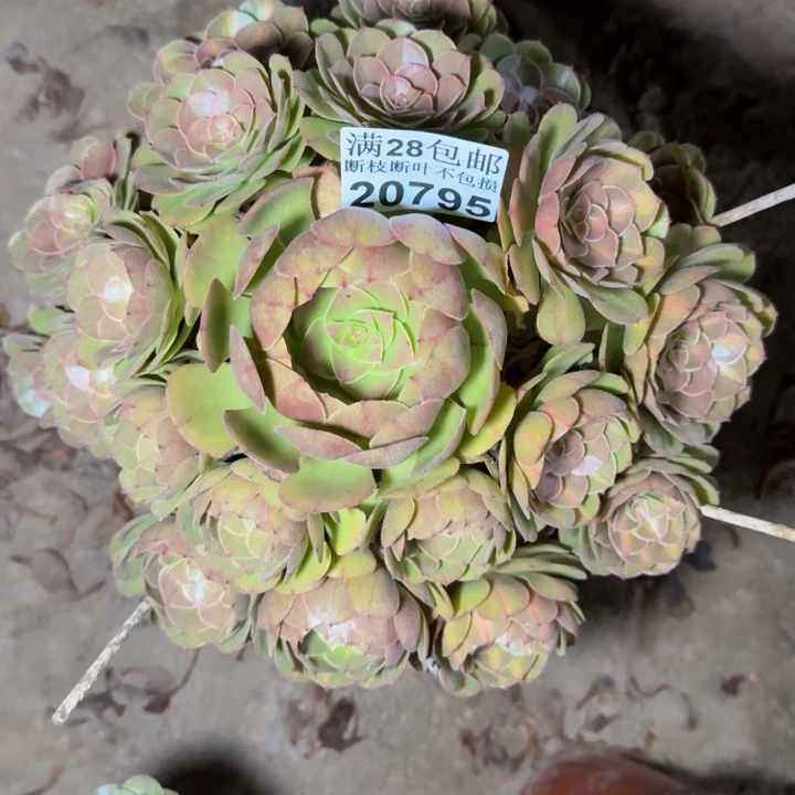 20795南抹茶多肉植物