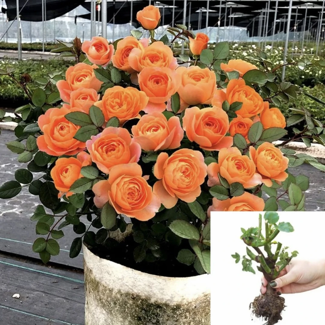 【果汁】云南玫瑰花苗基地直发绿植大花浓香四季开花直播阳台好养