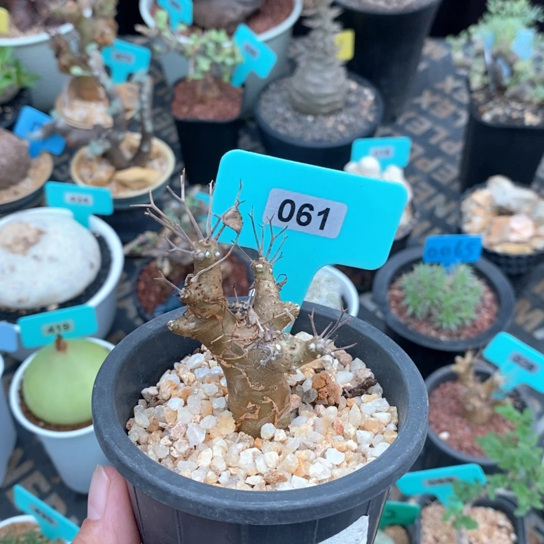 刺烛厚炖菊多肉植物