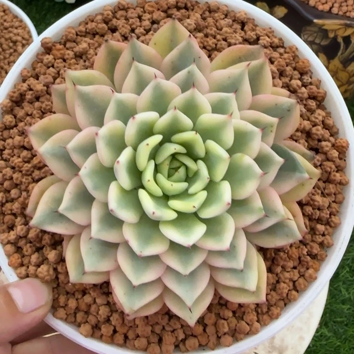 吉尔巴玫瑰锦多肉