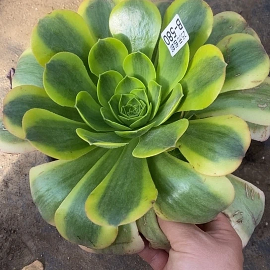 580香炉盘黄金多肉清棚福利