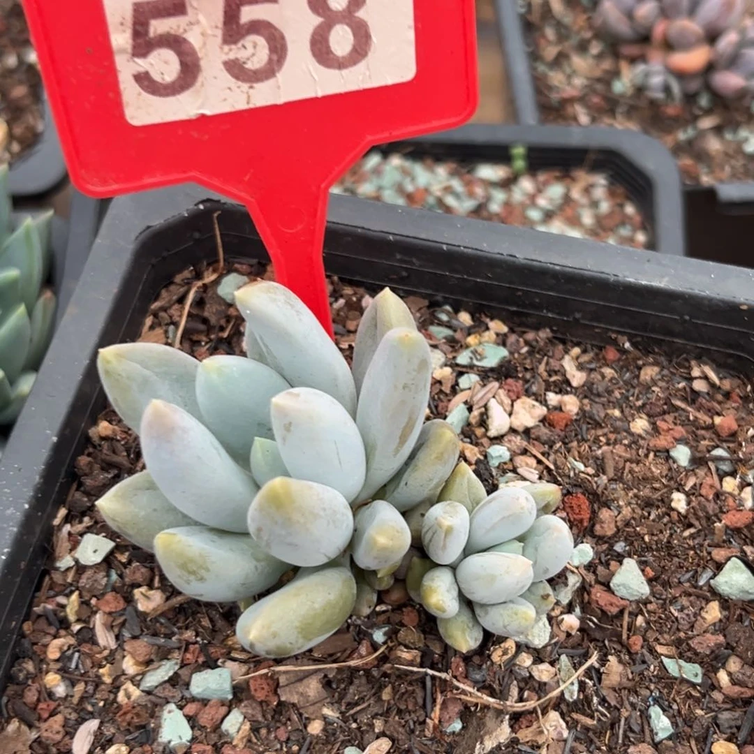 哥特多肉植物558