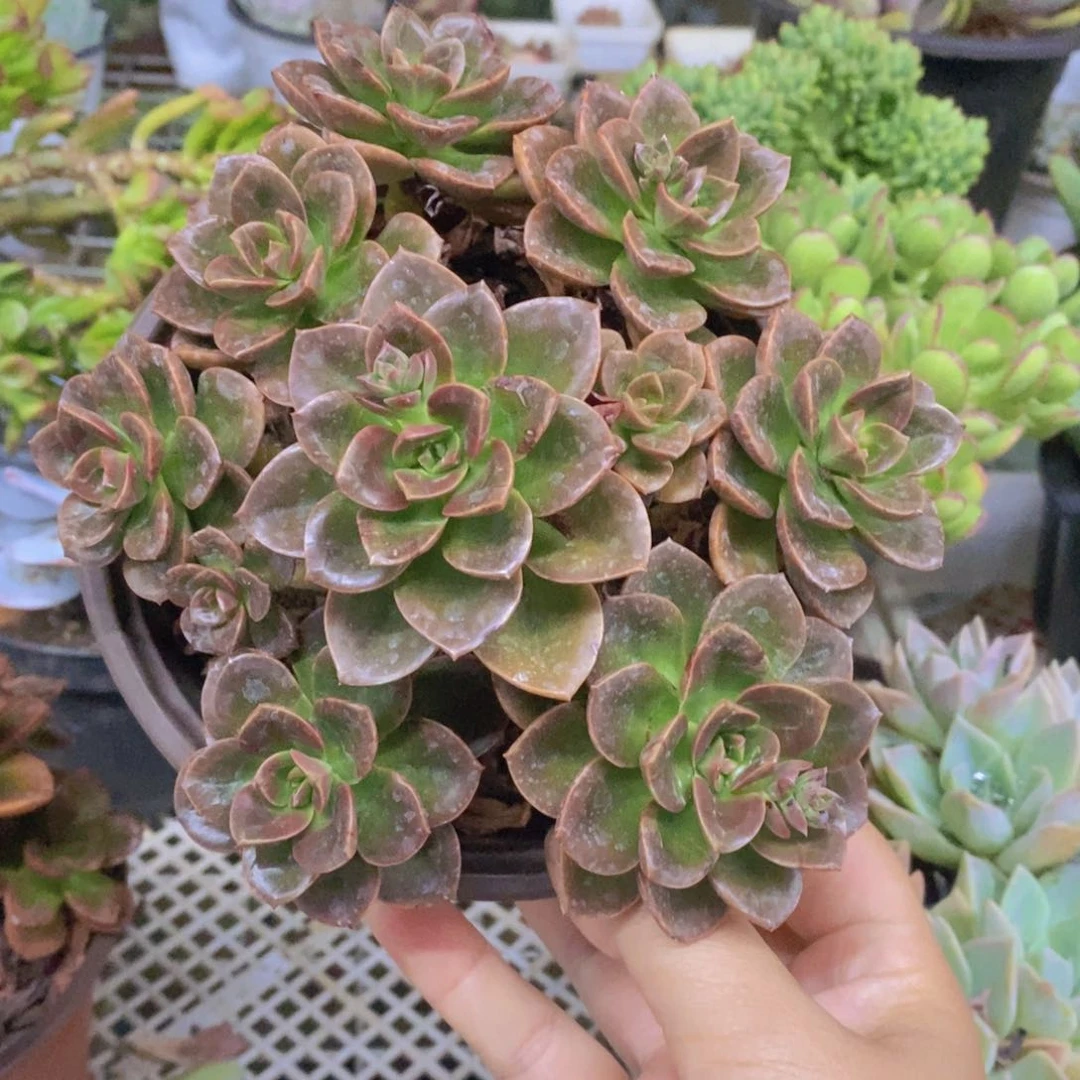 巧克力整桩整群老桩