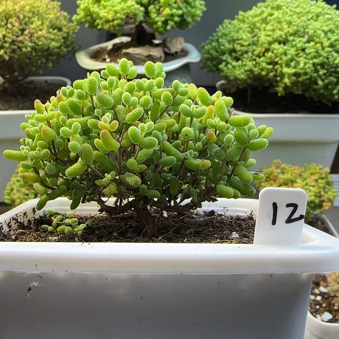 金桔糖球枝干番杏