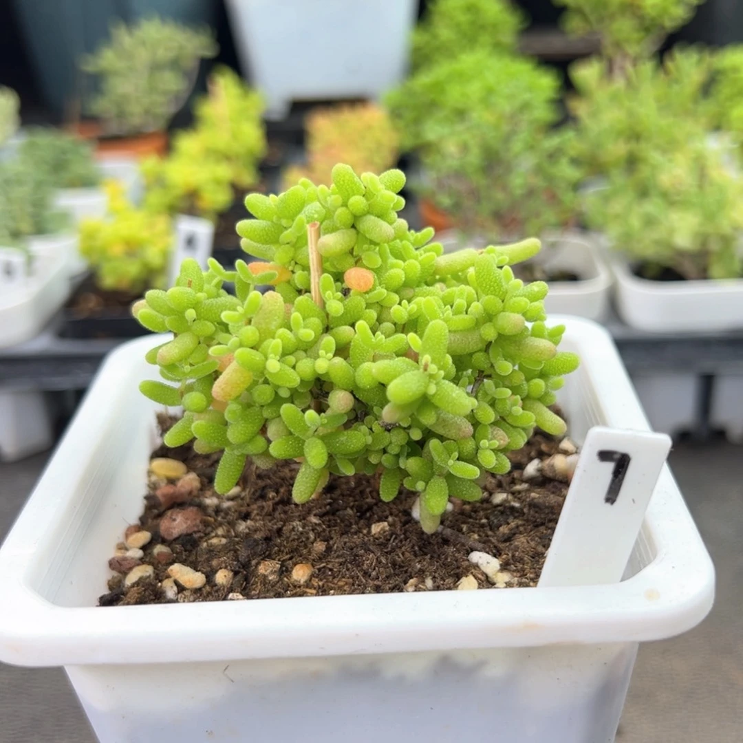 宝塔款蜜橘10厘米盆