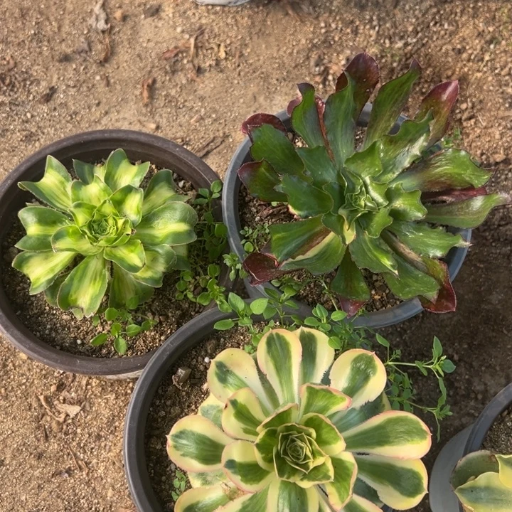 暴君魅七彩燕子锦三颗组142-43-44