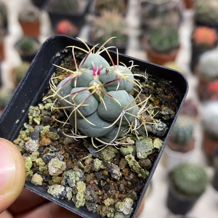 实生菲冠龙特价福利