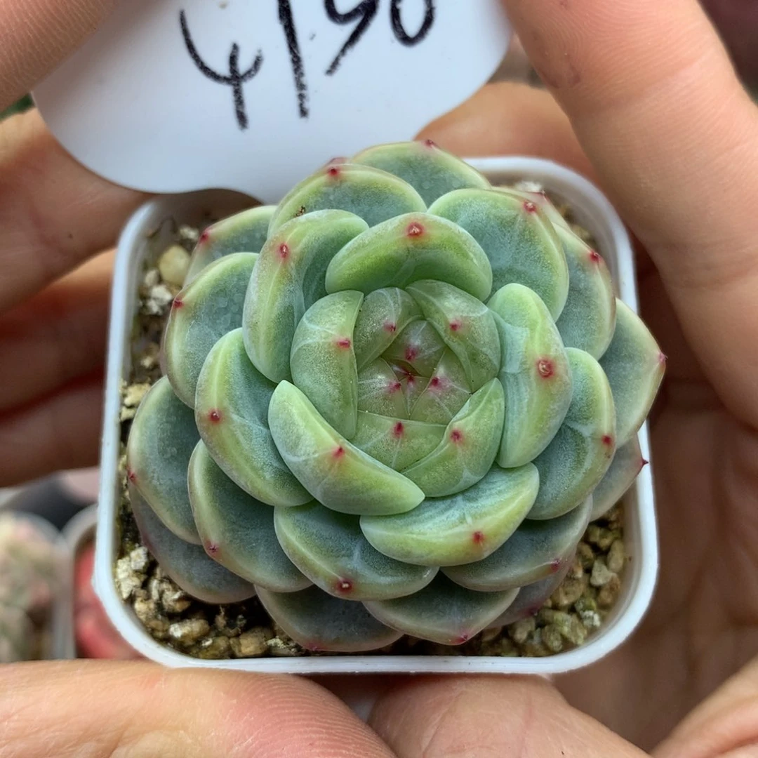 甜心e单头4958多肉