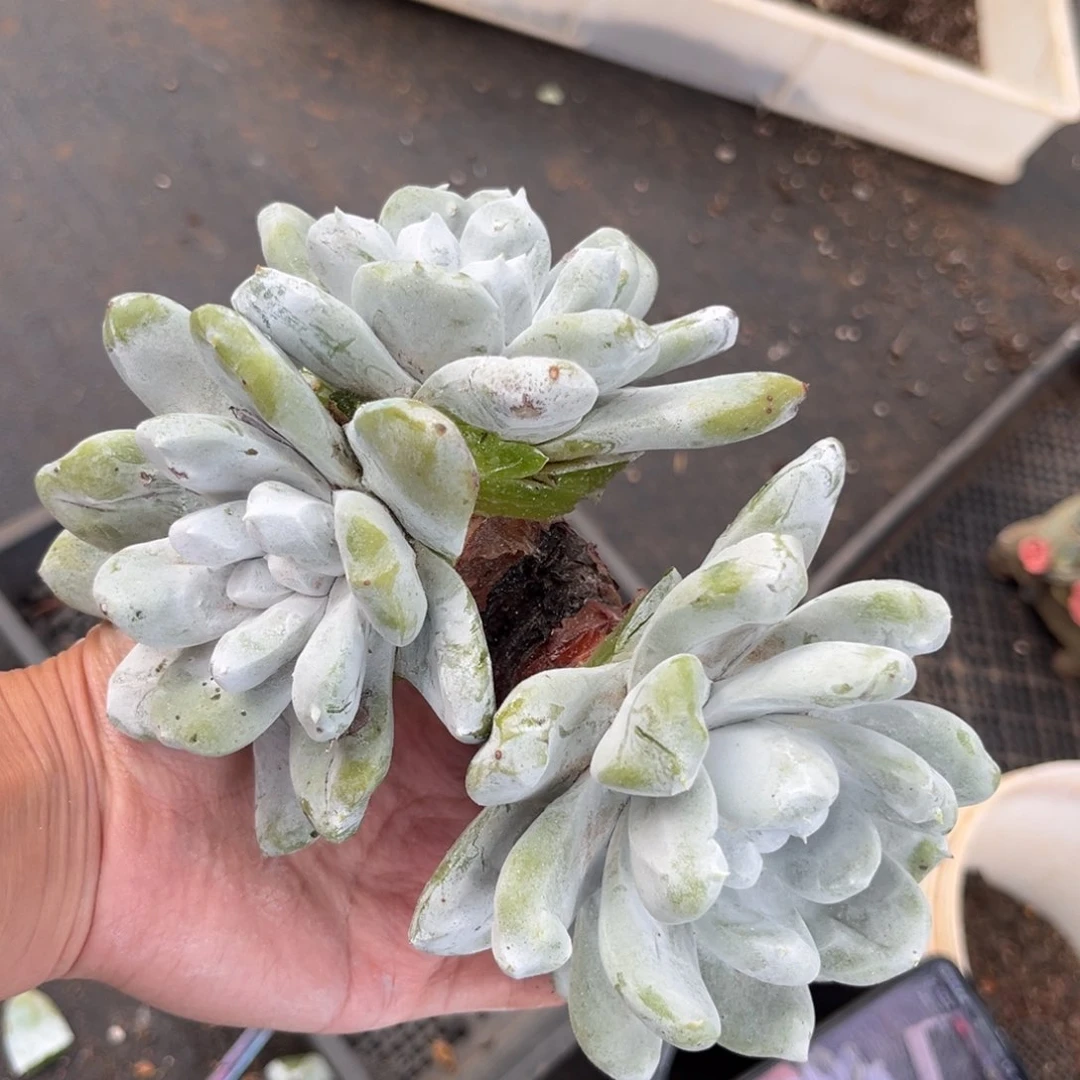 c***3拇指，仙女杯多肉。