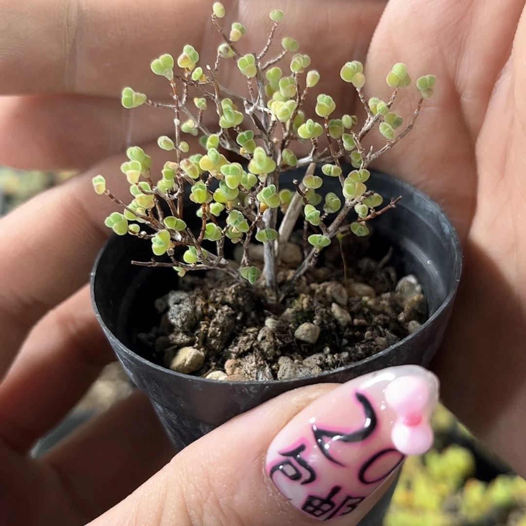 小星星枝干番杏带盆发货