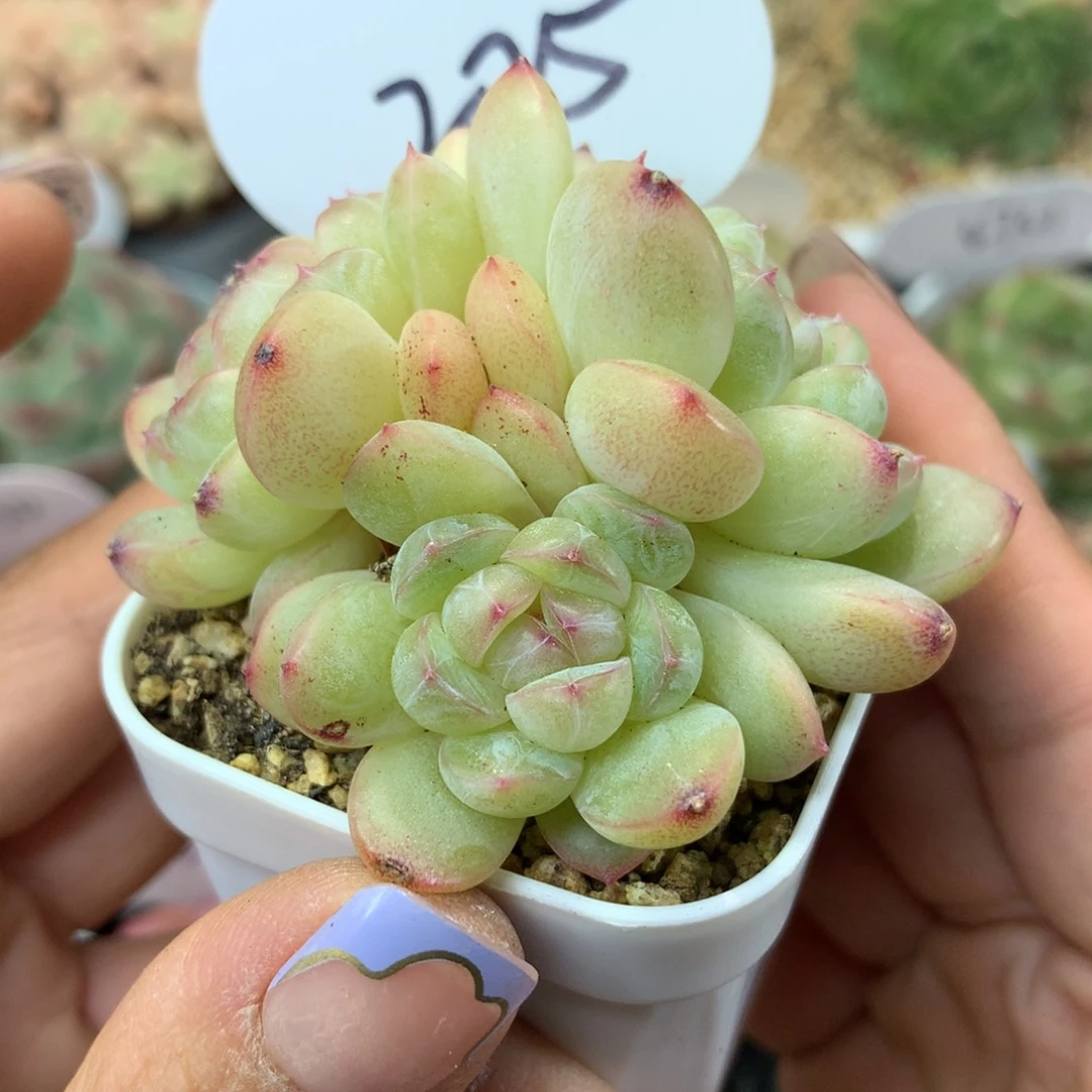 熊猫珍妮3头群225