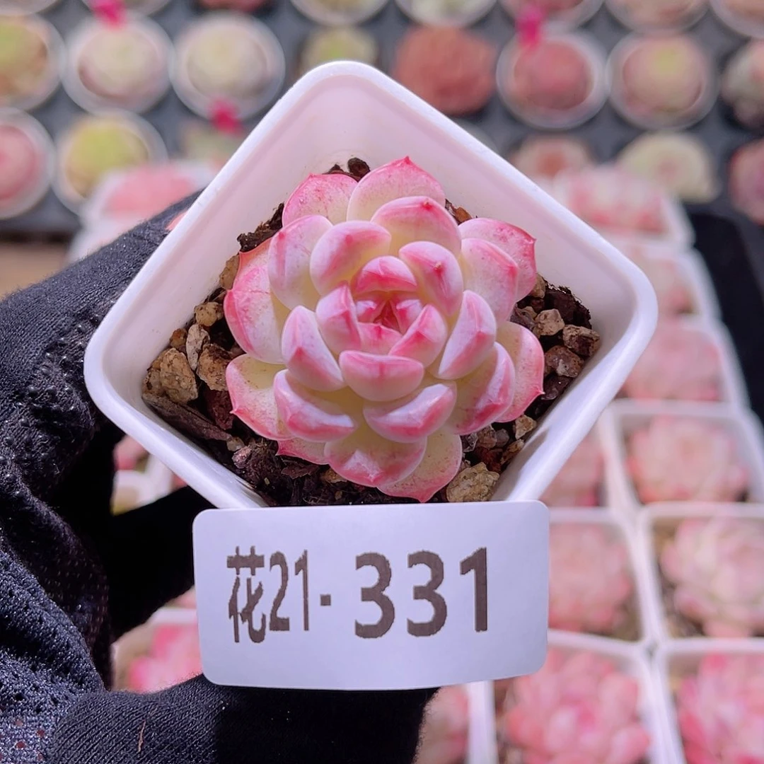 花利美21-331白桃汽水