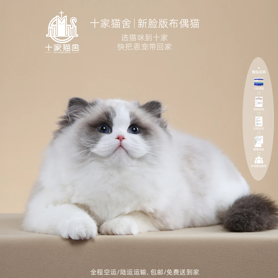 【十家猫舍】奶豆-妹妹 | 新脸版布偶猫