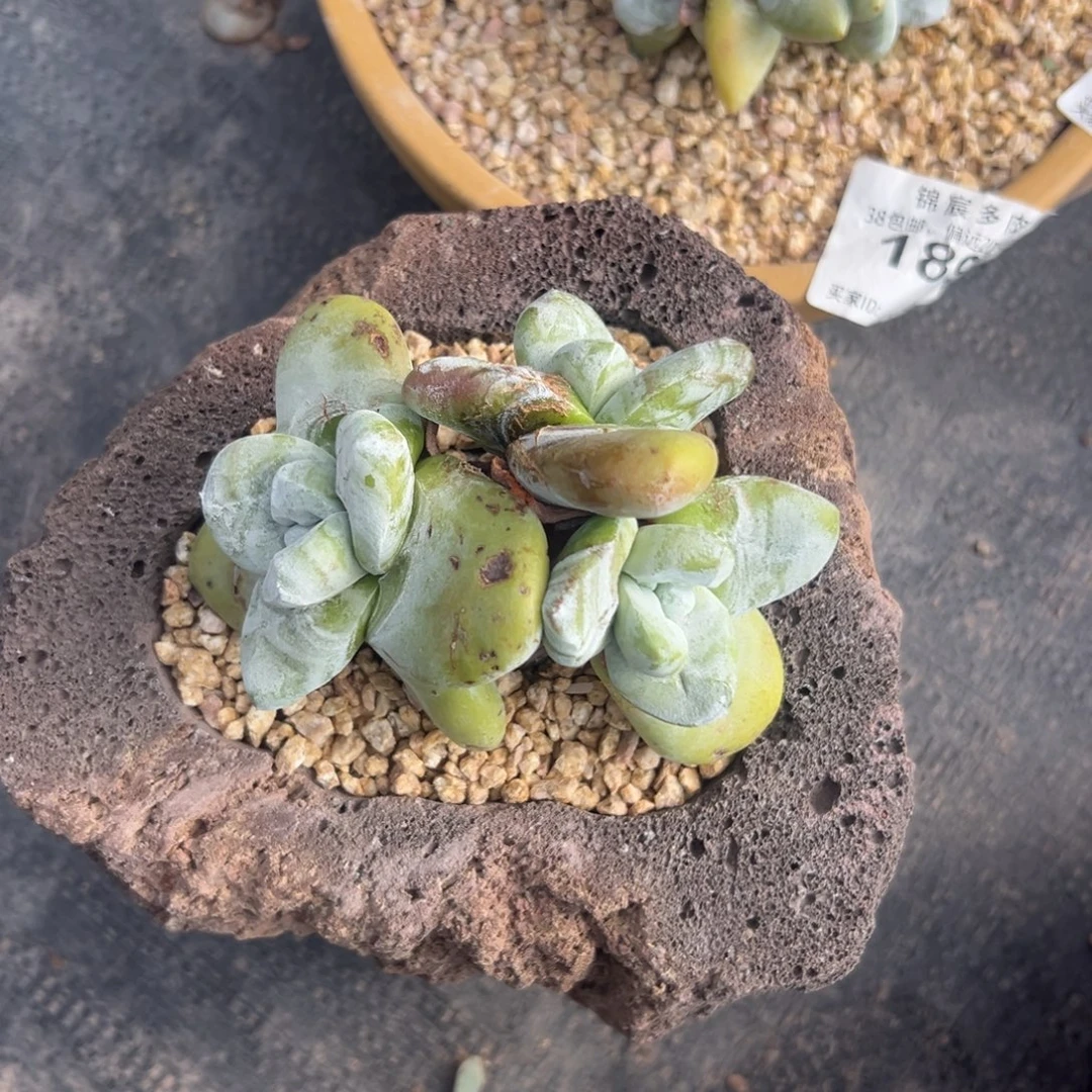 R***！谢谢姐姐～一物一拍1255