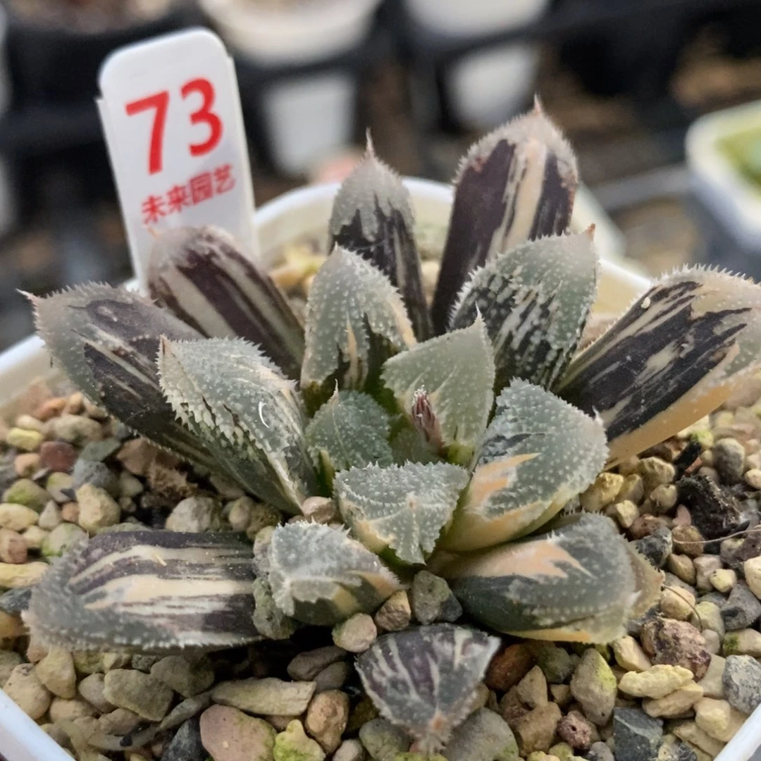 73白帝城锦一物一拍