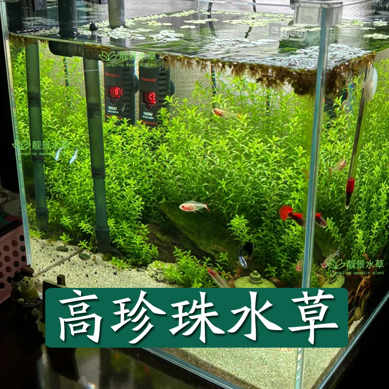 鱼缸造景阴性前中后景日本高珍珠草阴性无需懒人草坪好养前景中景