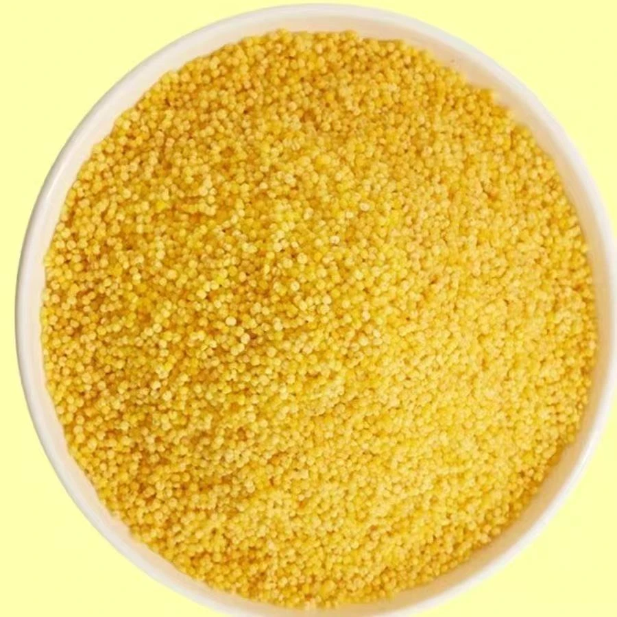 【升发】   黄小米