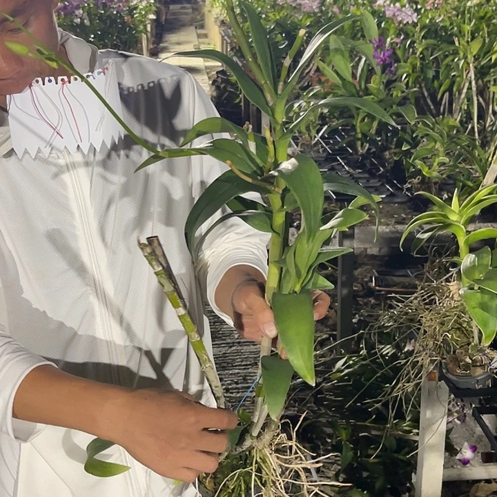 当前无花朵，栽培后可花朵海洋泼1081