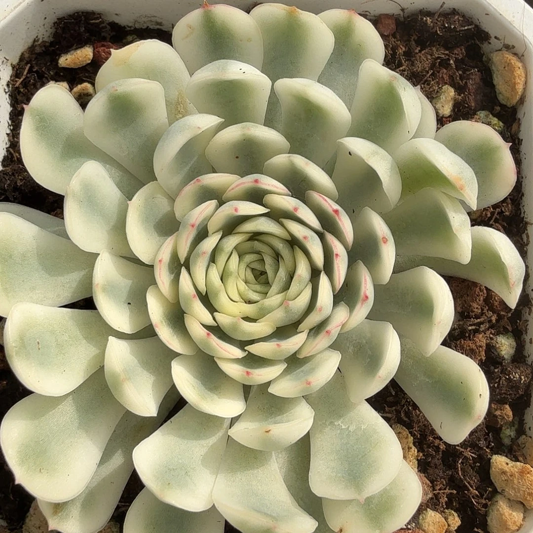 梦幻玫瑰锦，多肉植物