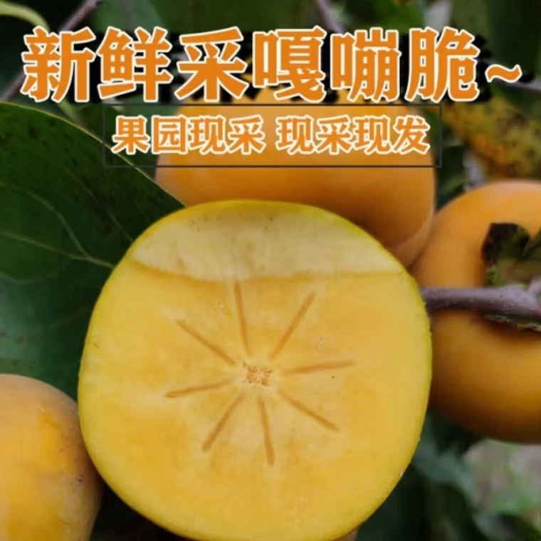 云南巧克力糖心脆柿5斤新鲜采摘应季水果硬柿子无籽火晶柿子