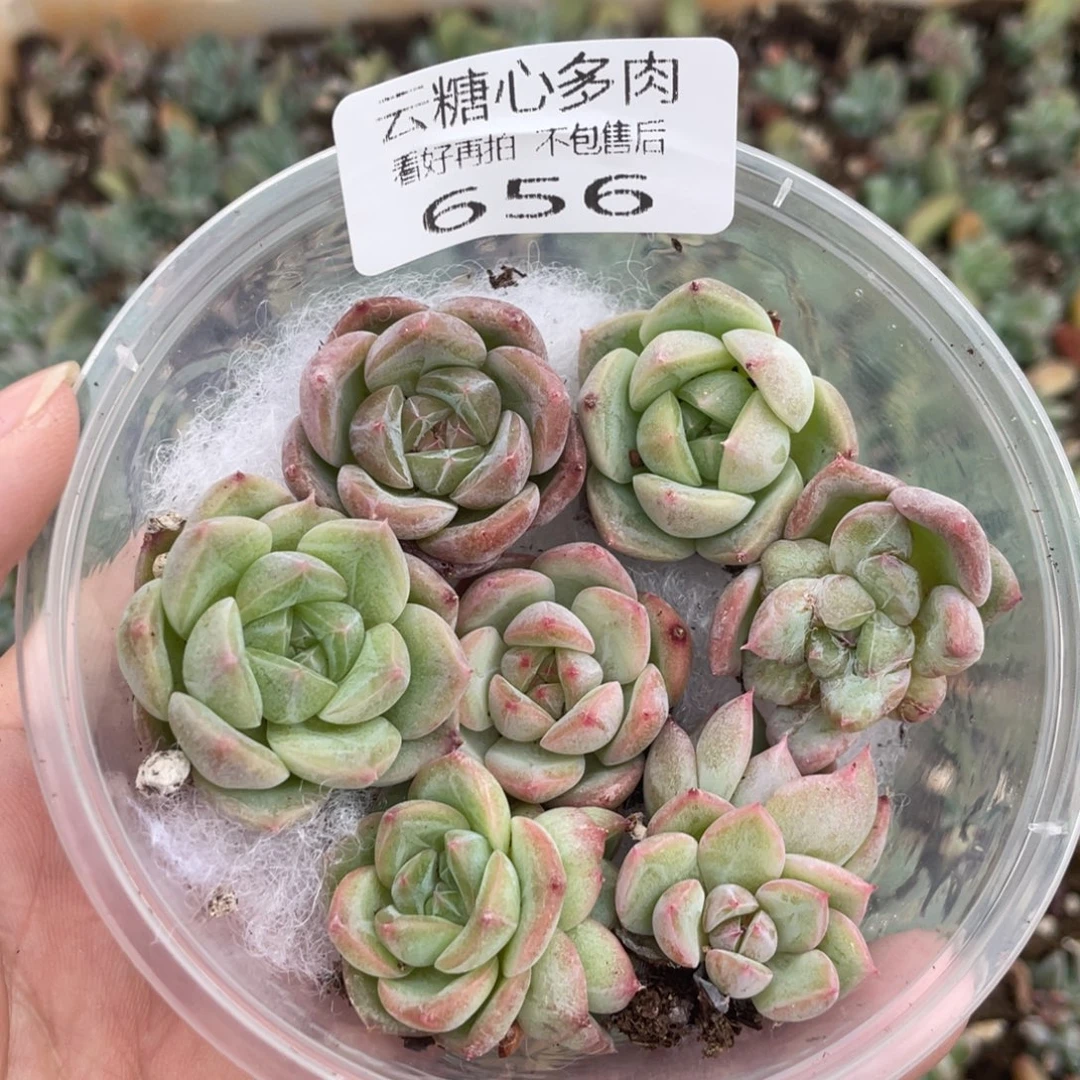 云糖心多肉植物656