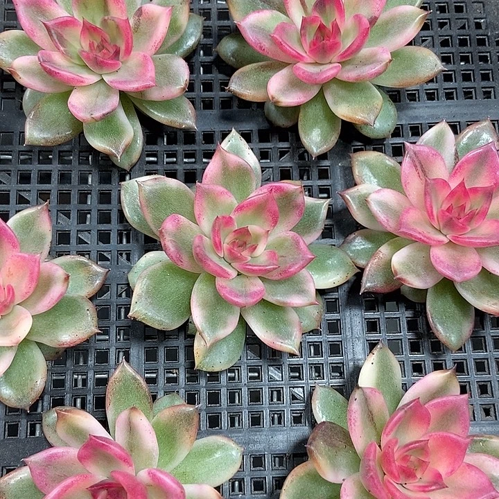 火焰山锦多肉植物