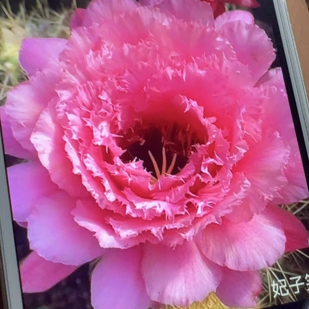 妃子笑侧芽5公分毛花柱仙人球