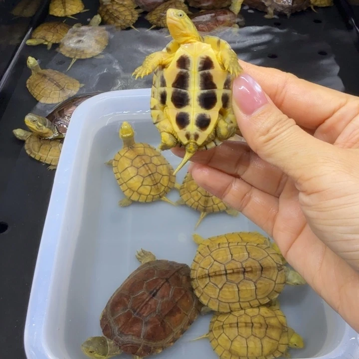 随***¥宠物龟公母搭配背甲5厘米