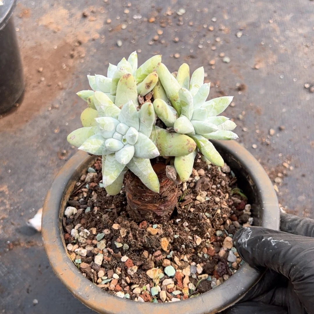 602三头拇指小群生多肉