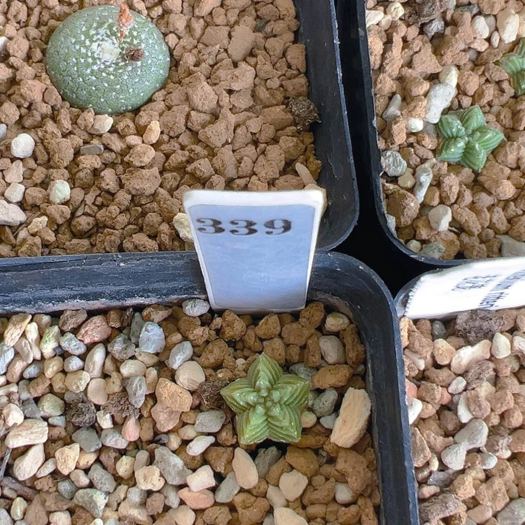 帅***谱339给种花笼的土一些