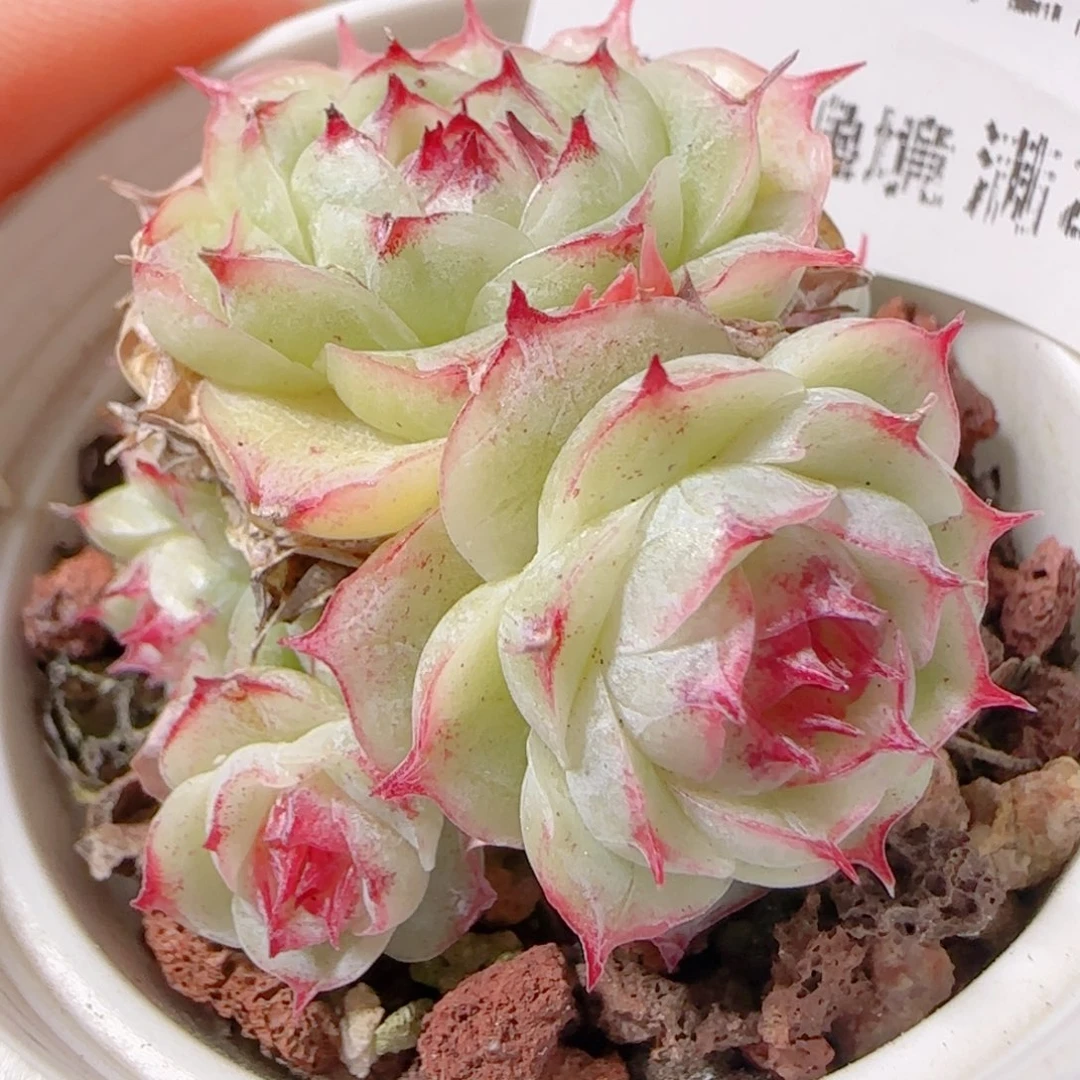 花语多肉1222-44散