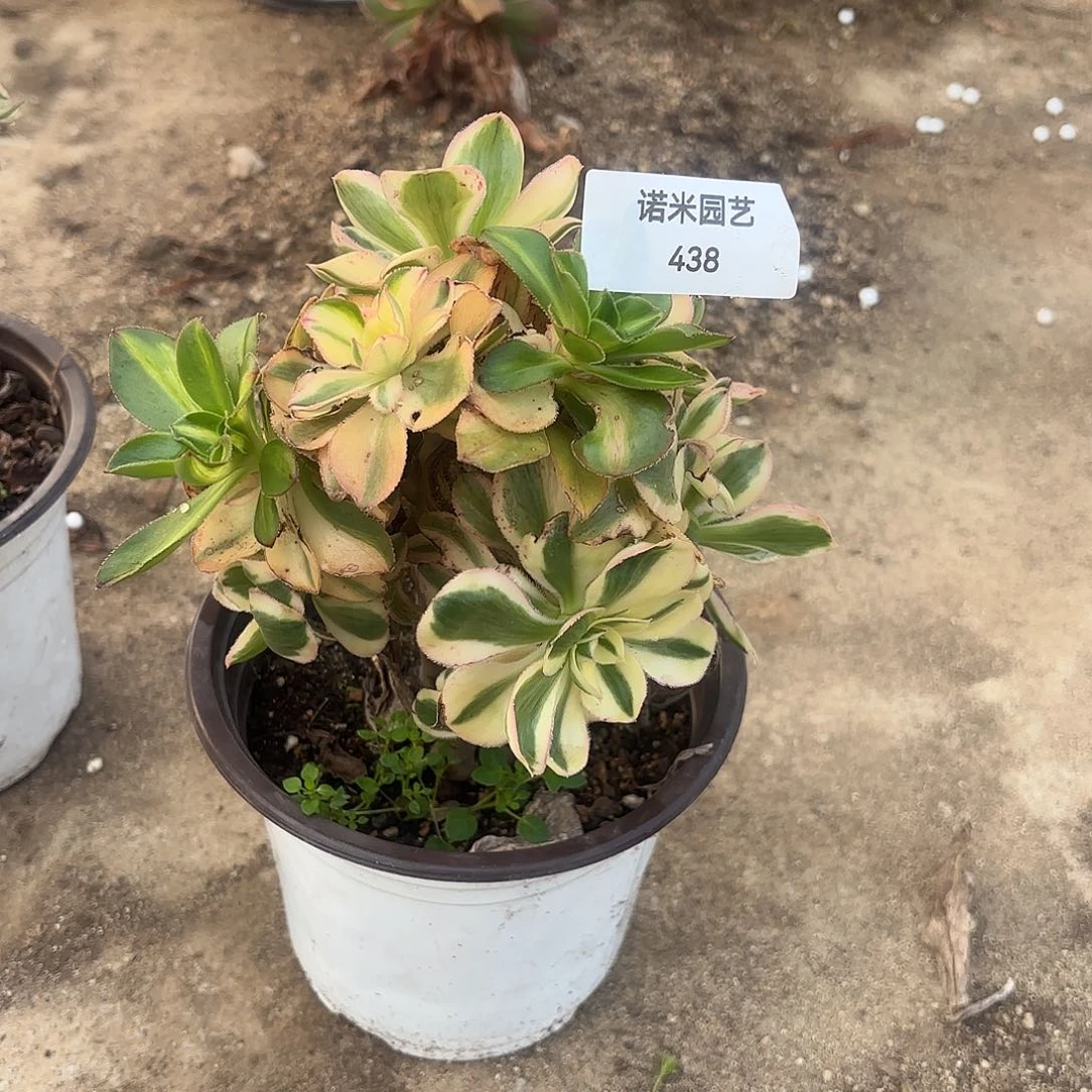 燕子锦砍头群多肉植物438