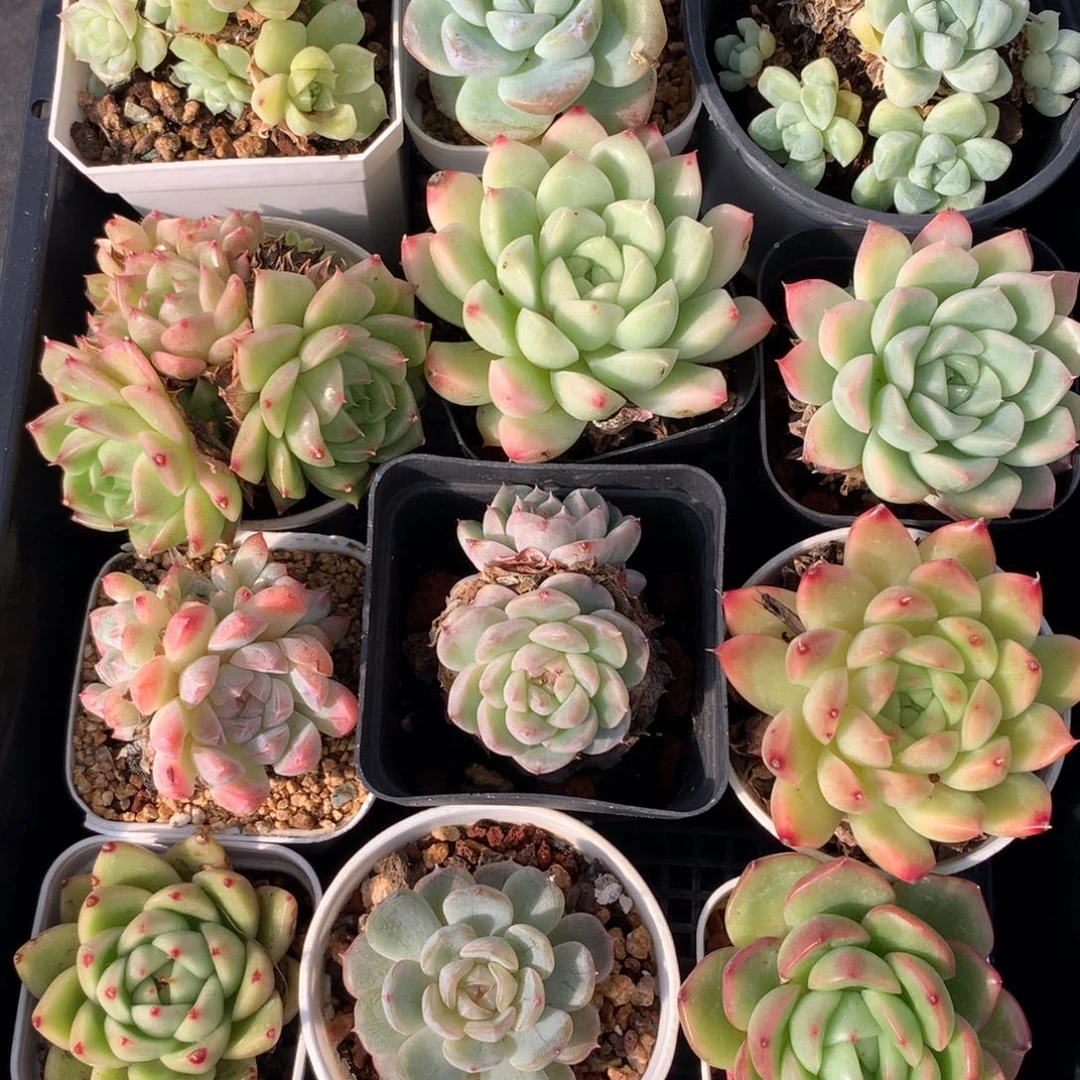 1111-56 套餐一组