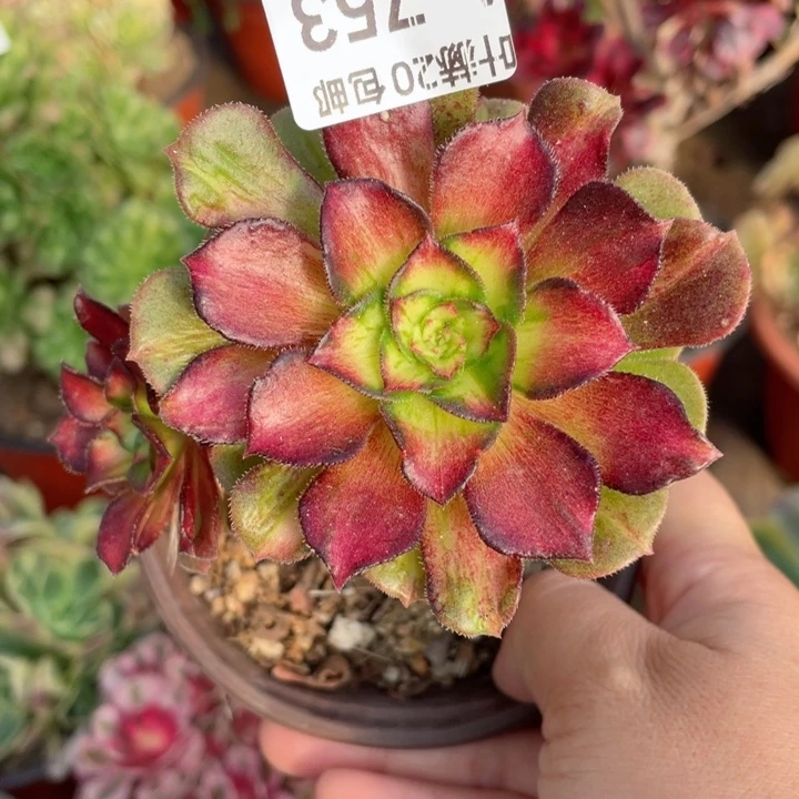 753龙鳞多肉1，123456789