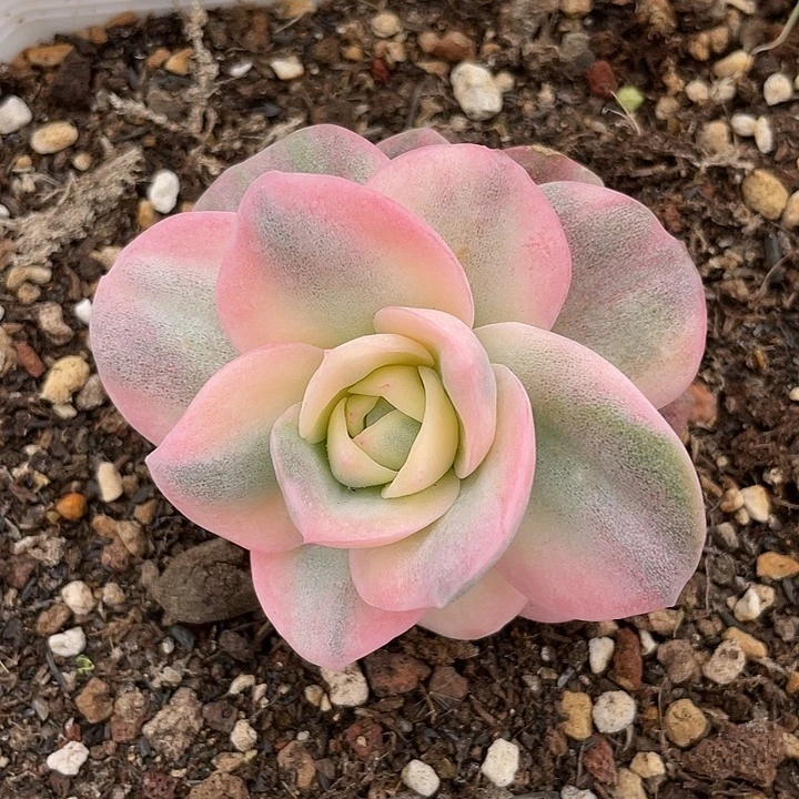 可爱玫瑰彩锦。一物一拍