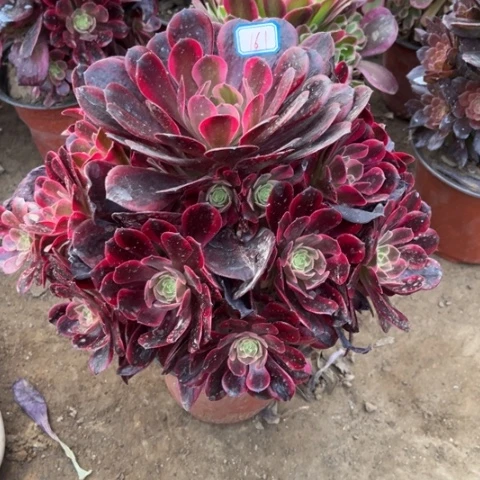161多肉植物组合
