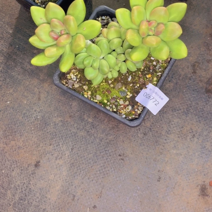 L***J多肉一物一拍6772