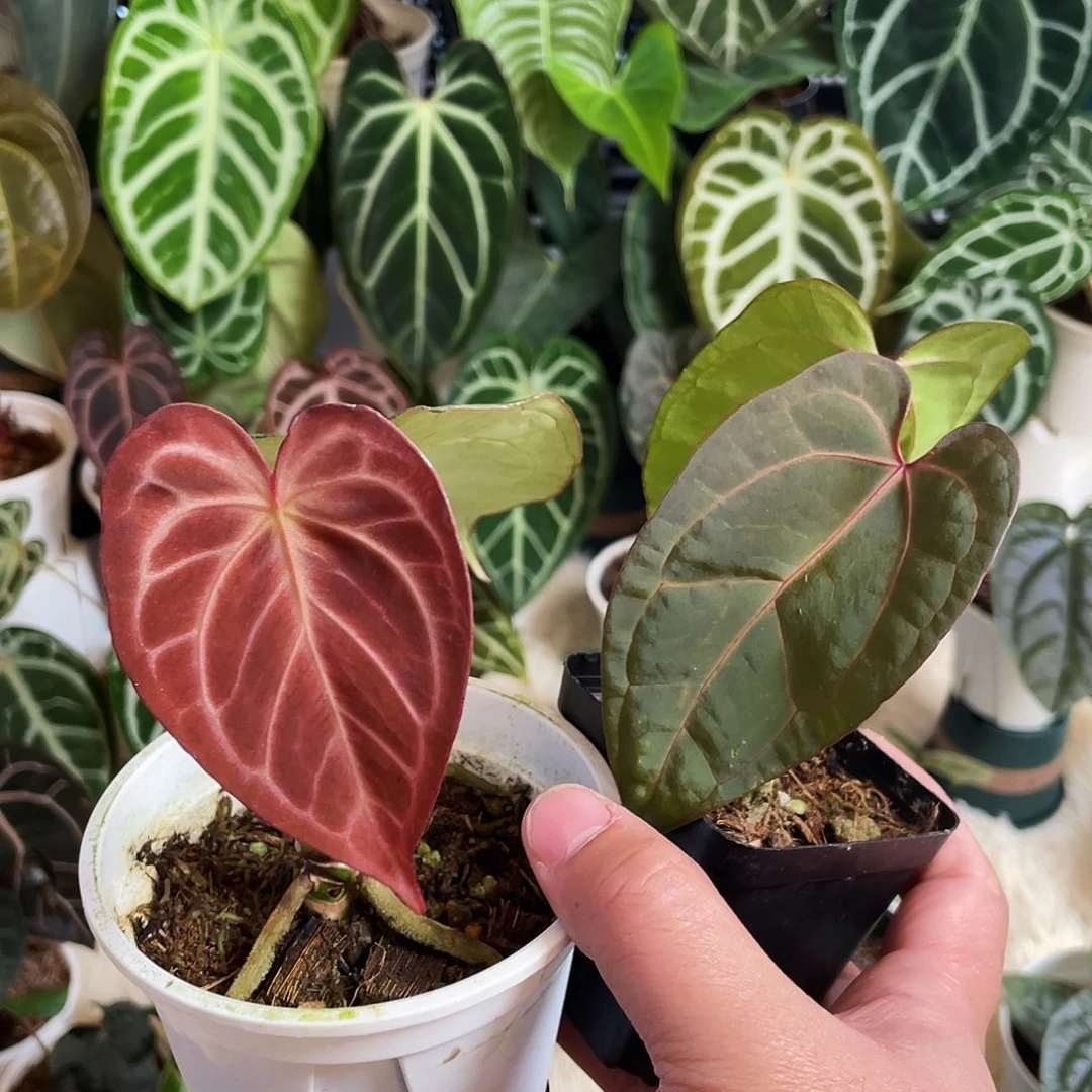 完全开放红水晶杂撕裂纹红水晶杂鸡